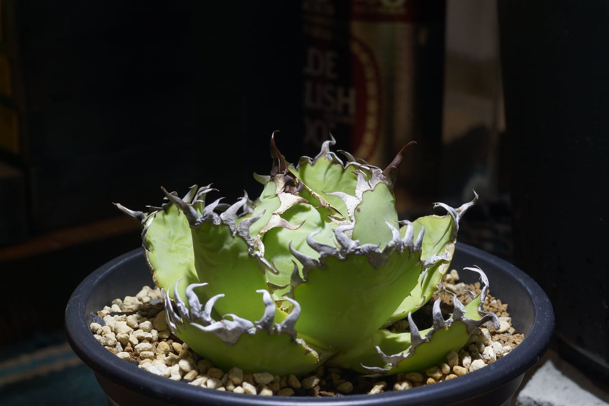 アガベ チタノタ フィリグリー Agave 悪魔 ブツブツ アガベ チタノタ フィリグリー /fg-08 | アガベ専門店 モンスターハウス