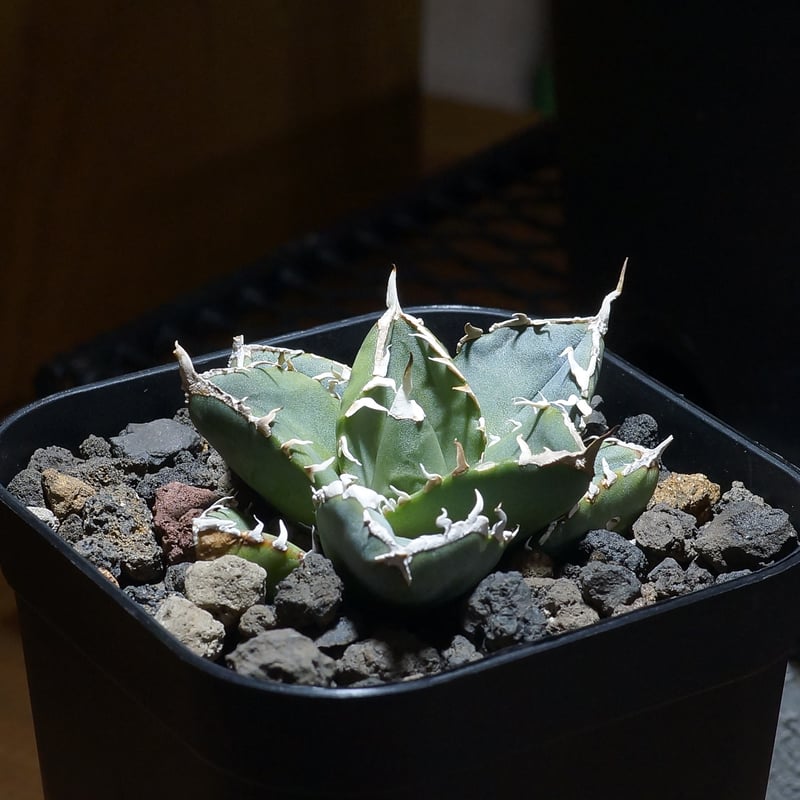 【親株コレクション】SAD アガベ　チタノタ　sad Yahoo!オークション - アガベ チタノタ SAD 南アフリカダイヤモンド