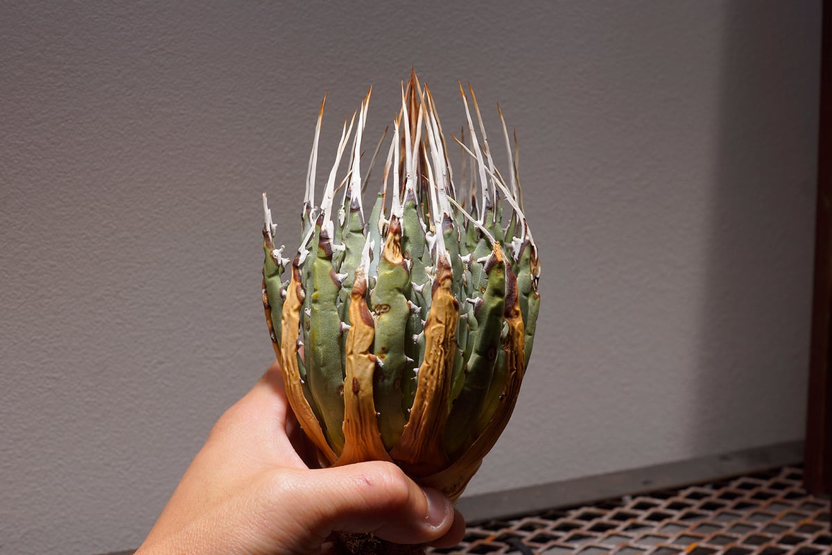 アガベ ユタエンシス エボリスピナ / ES-03【発根管理中