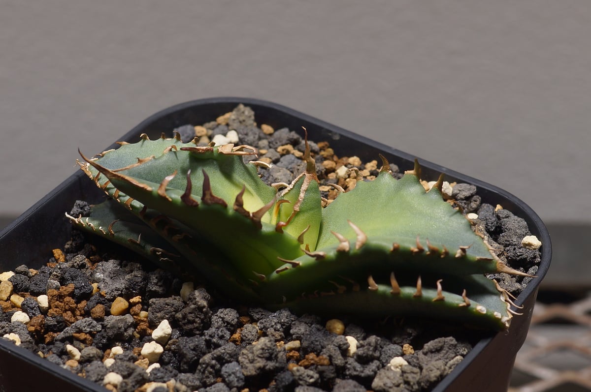 アガベ チタノタ 夕映厳竜 / YB-12 | アガベ専門店 モンスターハウス