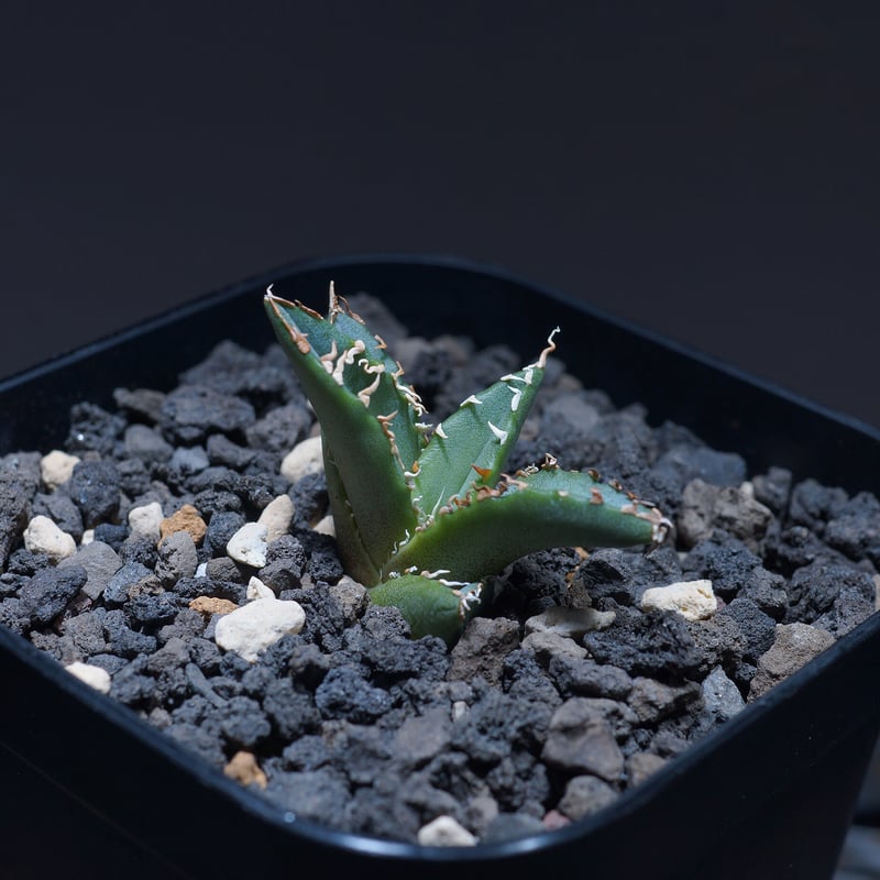 優良血統 希少株】アガベ アルアル（AL-02）インドネシア輸入株