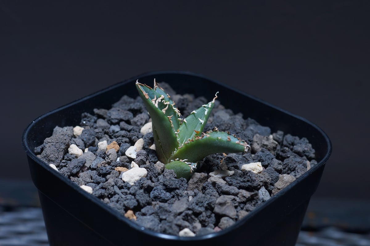 希少高級株 アガベ アテナータ 翡翠盤 インドネシア輸入株 総柄