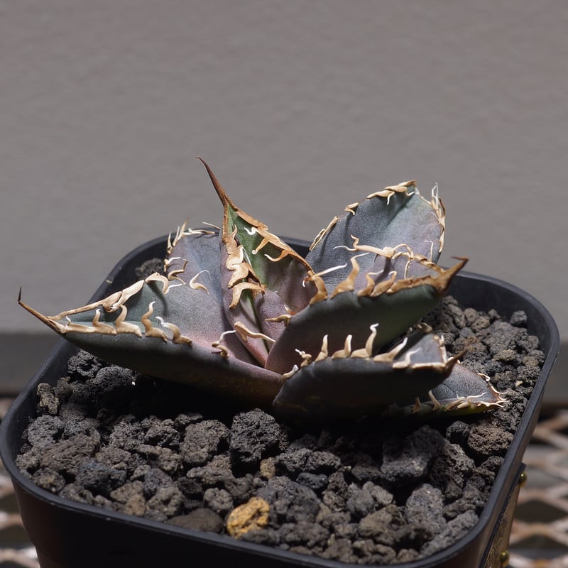 アガベ チタノタ シャークソウイ 子株 SS-06 | アガベ専門店