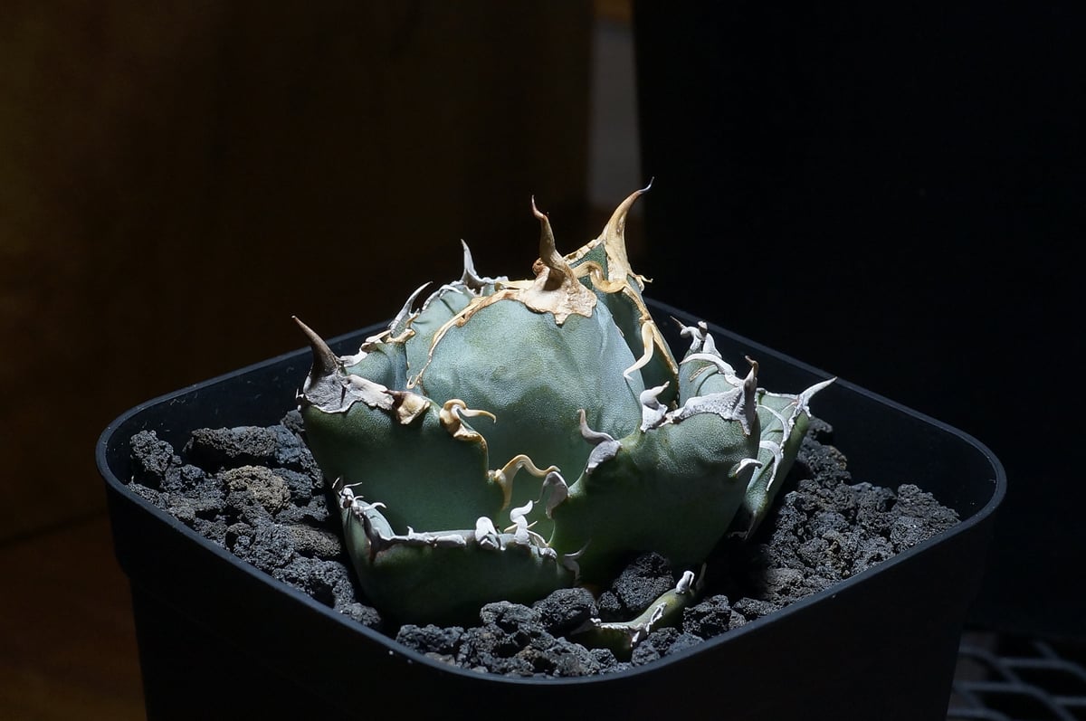 アガベ　白鯨 植物図鑑】アガベ チタノタ（ティタノータ） 白鯨とは？希少な美