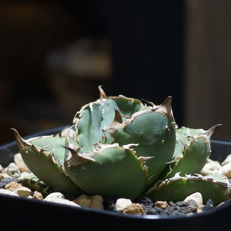 アガベ チタノタ 疣猪 / イボイノシシ WT-01 | アガベ専門店