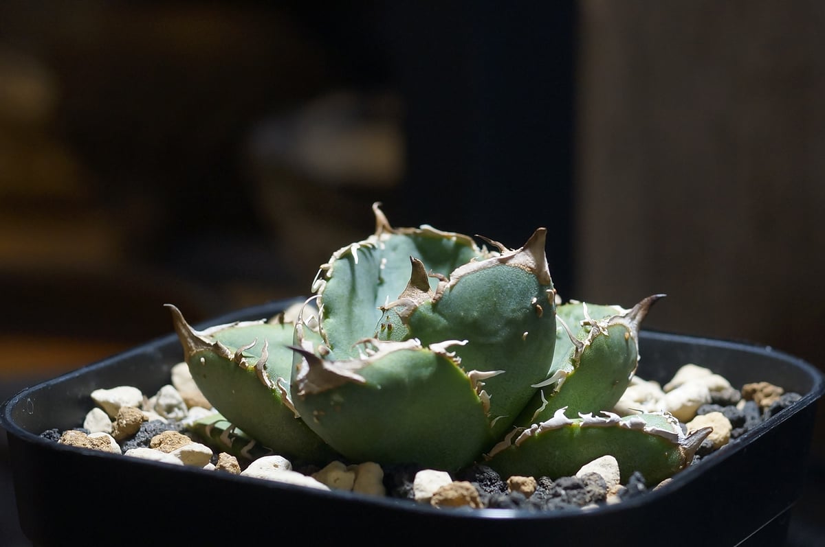 アガベ　チタノタ　オテロイ　疣猪　イボイノシシ　ブツブツ　4 アガベ チタノタ オテロイ 疣猪 イボイノシシ ブツブツ 4 アガベ