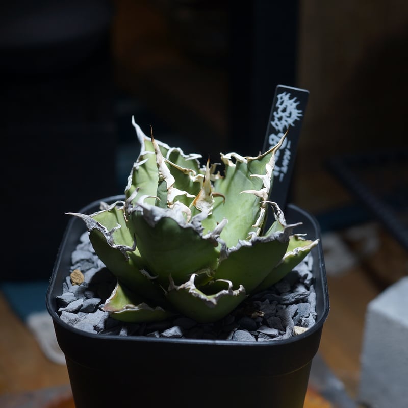 アガベ チタノタ シーザー 凱撒/ Berlin産 cae-16 | アガベ専門店