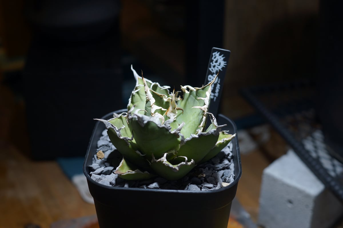 アガベ チタノタ シーザー 凱撒/ Berlin産 cae-16 | アガベ専門店