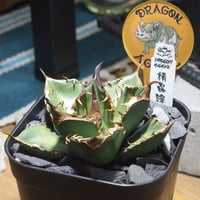 アガベ チタノタ スナグルトゥース 暴牙 /ST-03 | アガベ専門店