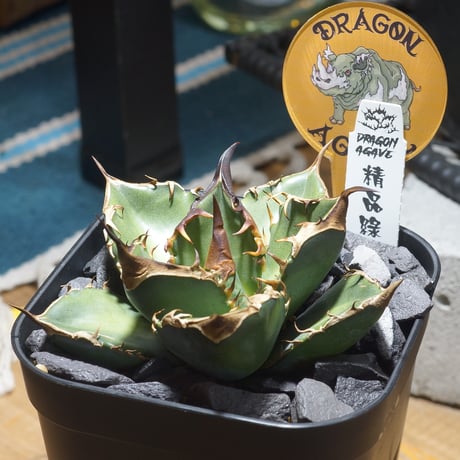 アガベ専門店 モンスターハウス