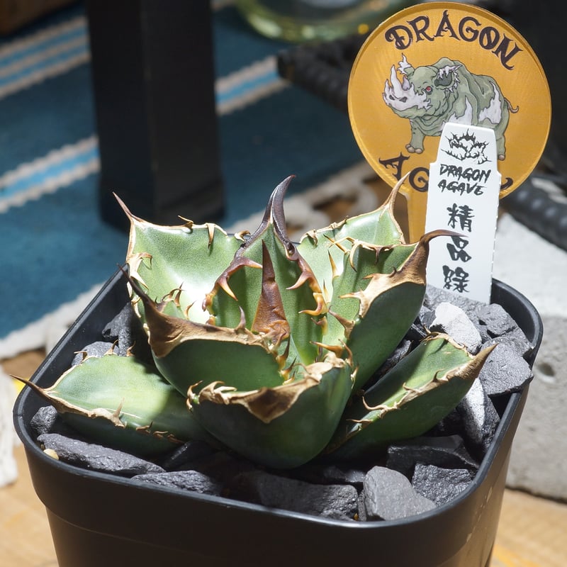 アガベ　緑犀牛　中株 アガベ チタノタ 緑犀牛 green rhino 超絶狂棘 優良血統子株
