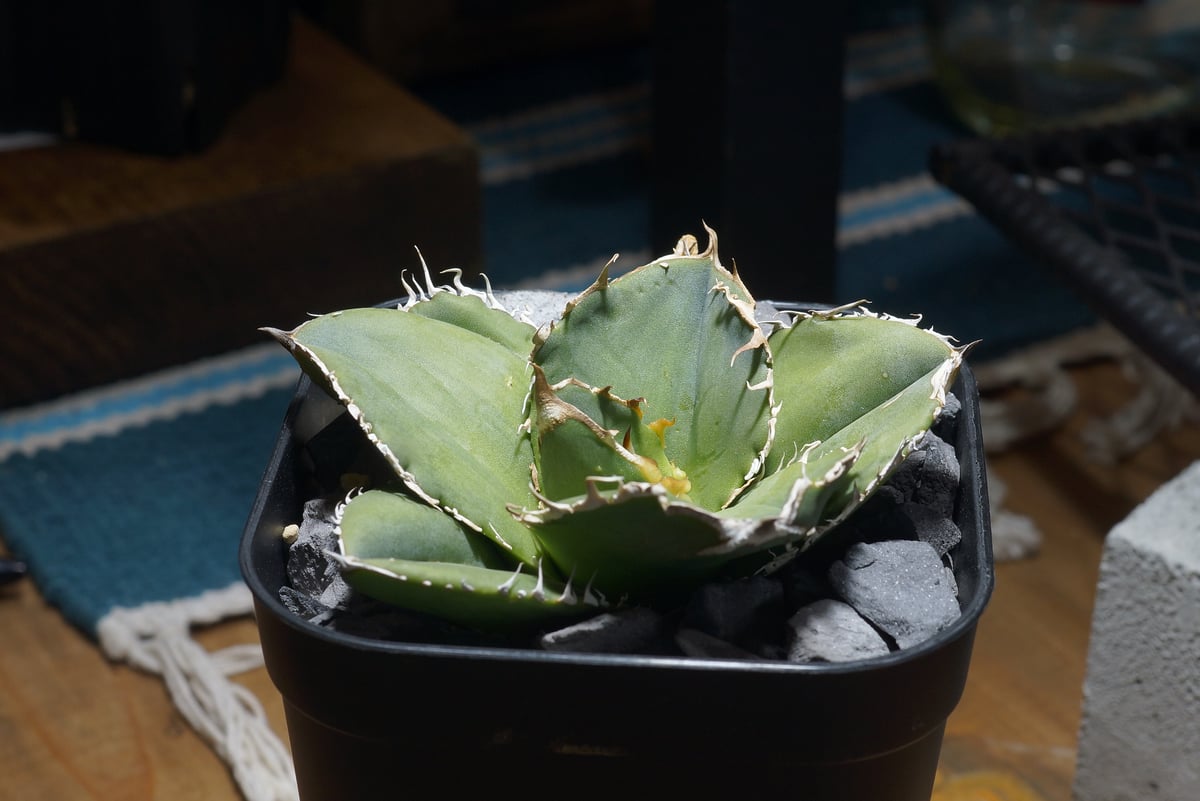 アガベチタノタ　蚩尤 アガベ チタノタ 蚩尤 / SY-01 | アガベ専門店 モンスターハウス