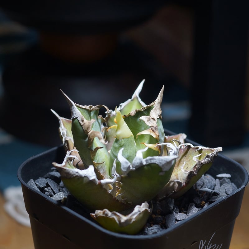 アガベ チタノタ レッドキャットウィーズル / Berlin産 赤猫 RC-12