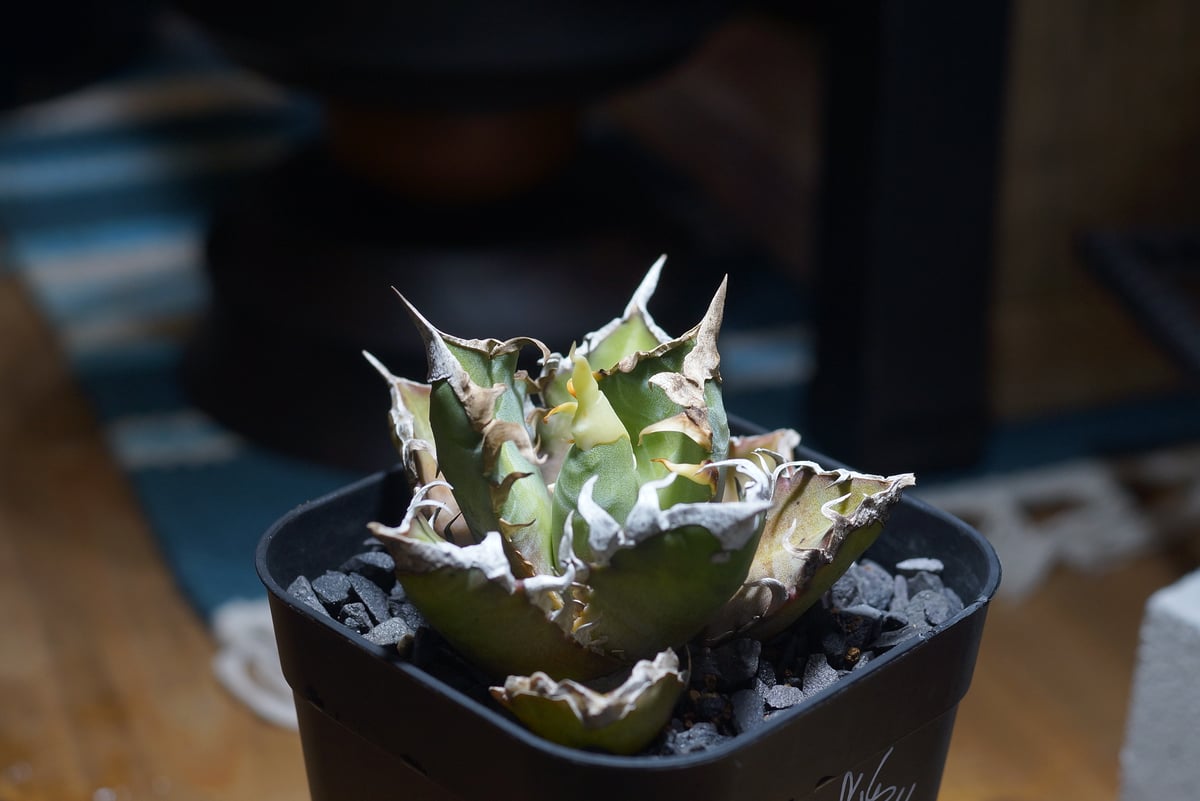 アガベ チタノタ レッドキャットウィーズル / Berlin産 赤猫 RC-12