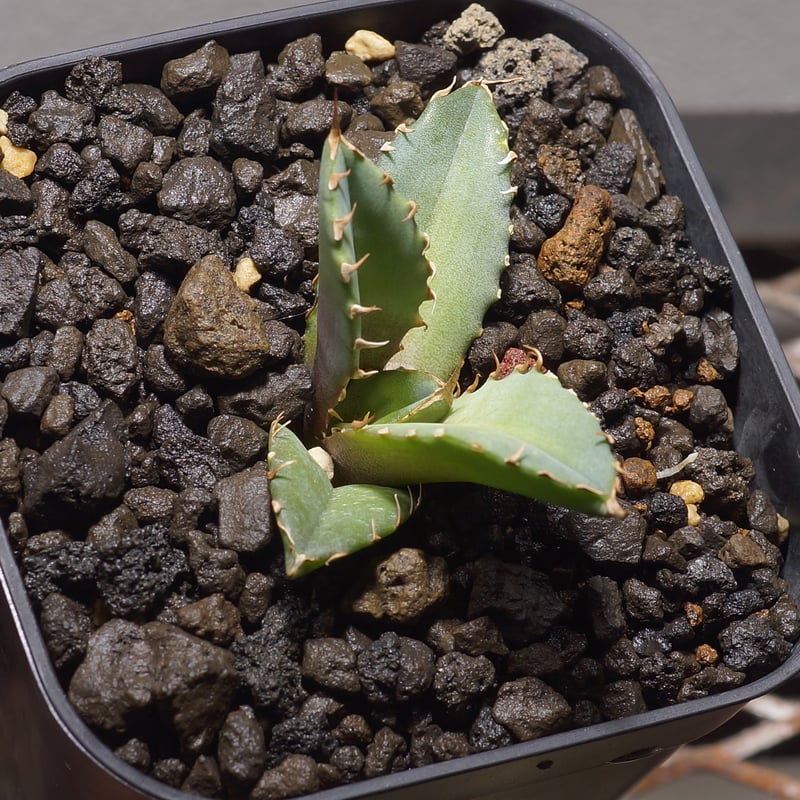 アガベチタノタ　龍牙 アガベ チタノタ 龍牙 agave titanota dragon fang 鉢付き発送 |