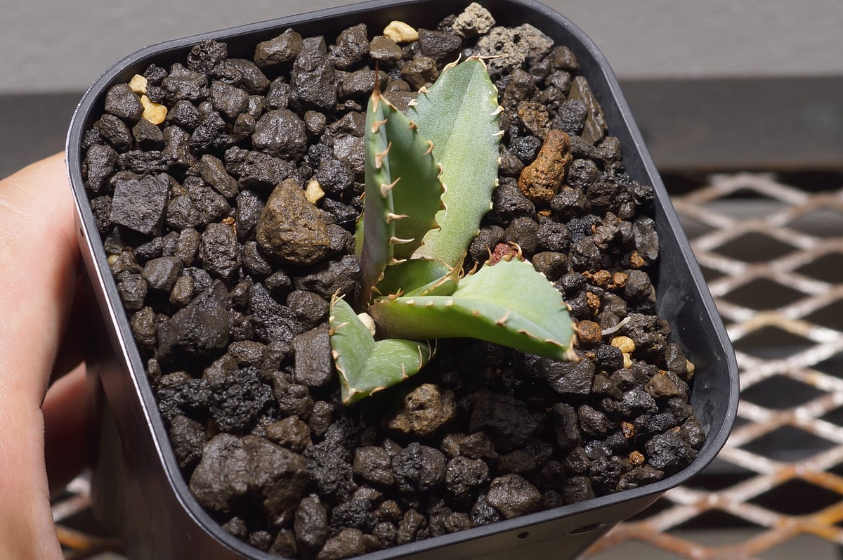 アガベチタノタ　龍牙 fit=scale-down,w=1200