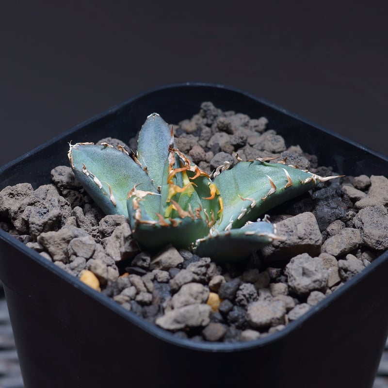 アガベ　オテロイ　プエブロ アガベ オテロイ FO-76/子株 F-19 | アガベ専門店 モンスターハウス