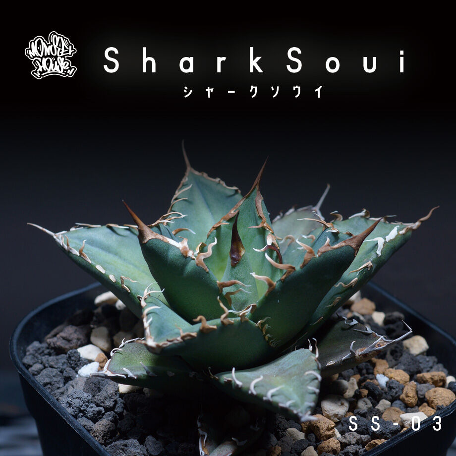 アガベ　シャークソウイ original