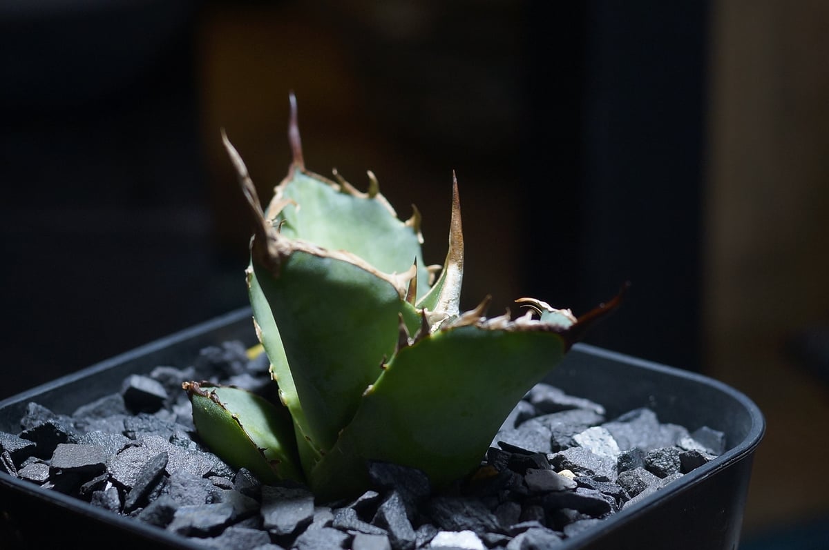 101326 毒刺ND 白犀牛 アガベ チタノタ 白犀牛/ 毒刺産 wr-04 | アガベ