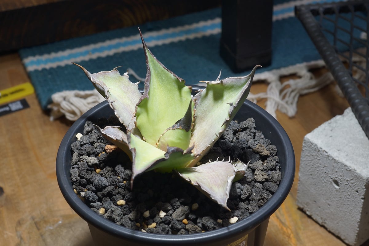 アガベ チタノタ Dennis 040 キングアーサー/ Dragon Agave産 D04