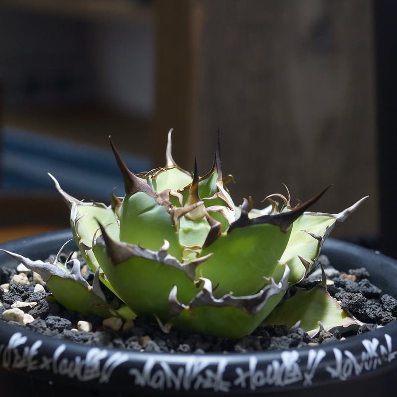 アガベ　チタノタ　黒帝斯　ハデス　doragon agave産 アガベ チタノタ ハデス / 黒帝斯 HD-07 | アガベ専門店