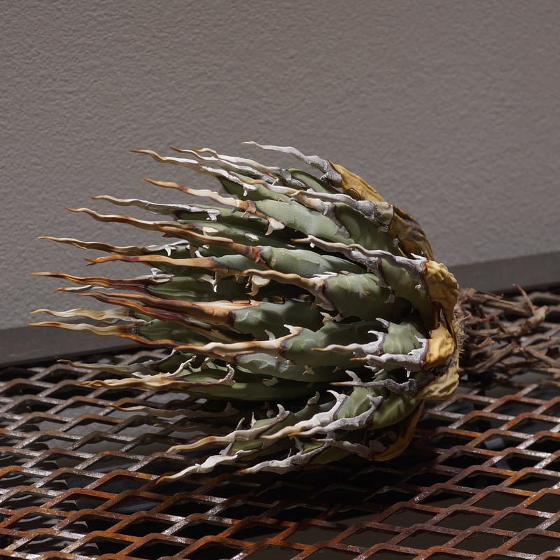 アガベ ユタエンシス エボリスピナ / ES-02 | アガベ専門店 モンスター