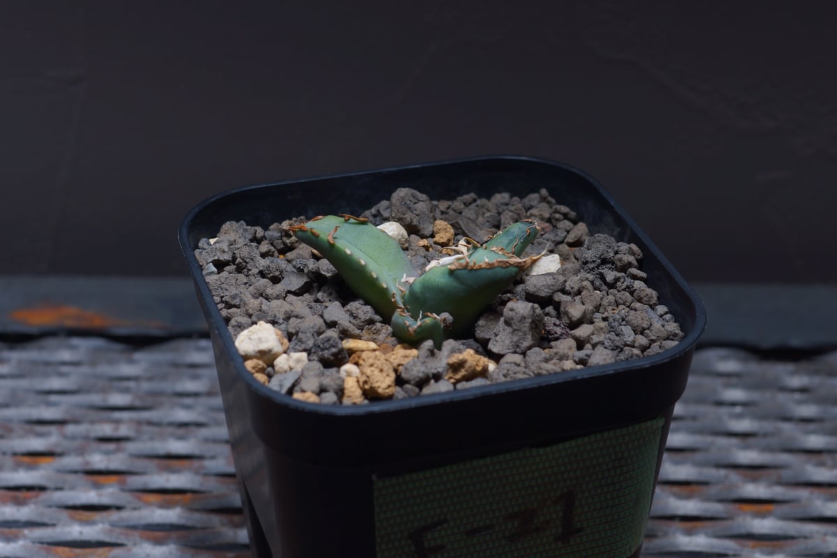 アガベ オテロイ FO-76/子株 F-21 | アガベ専門店 モンスターハウス