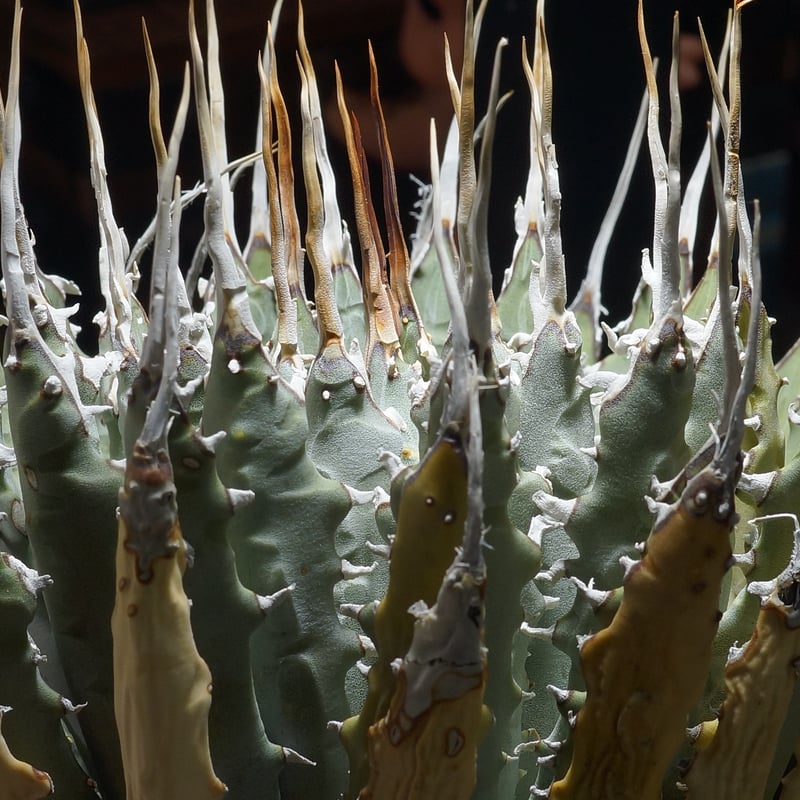 アガベ ユタエンシス エボリスピナ / ES-25 | アガベ専門店 モンスター