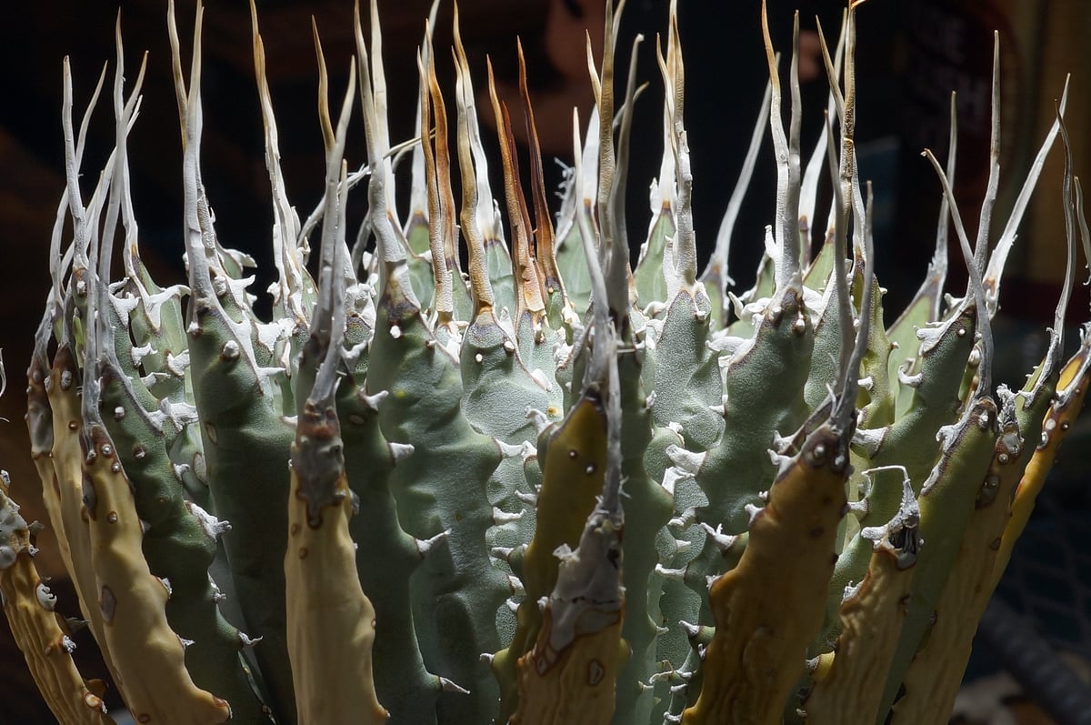 ☆*☆様 アガベ ユタエンシス エボリスピナ 実生25 アガベ