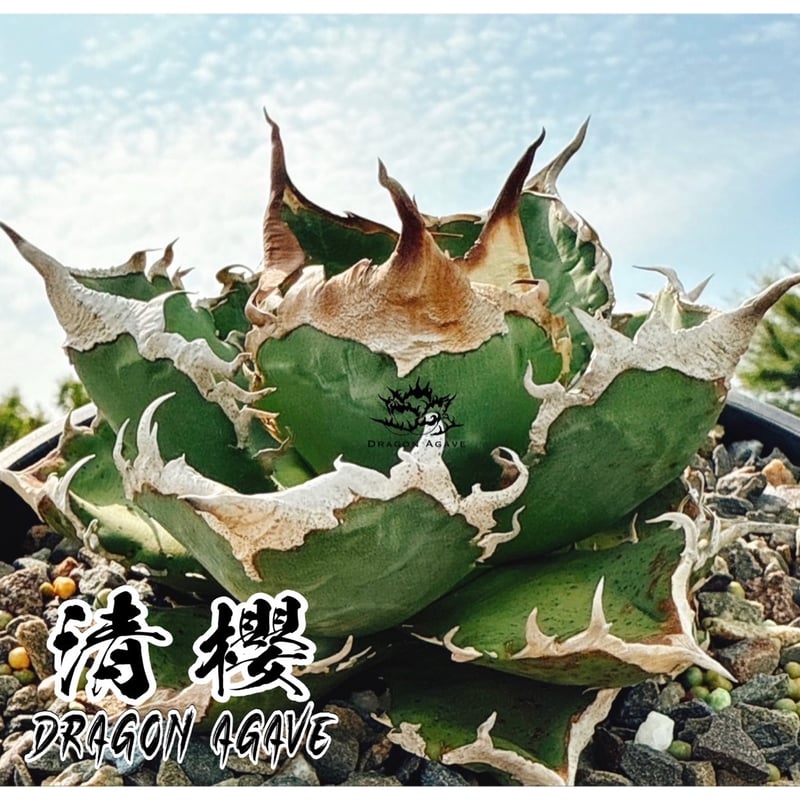 アガベ　清櫻 アガベ チタノタ 清櫻/ Dragon Agave産 so-02 | アガベ専門店 モンスタ