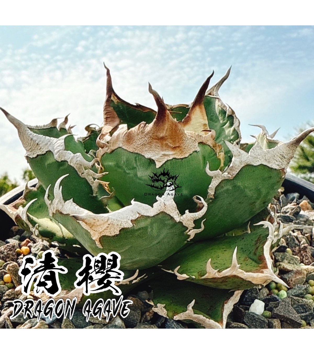 アガベ チタノタ 清櫻/ Dragon Agave産 so-02 | アガベ専門店 モンスタ