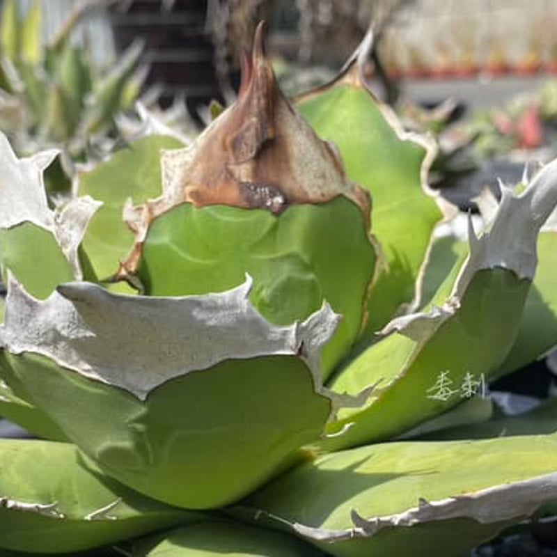 アガベ　チタノタ　白犀牛 アガベ チタノタ 白犀牛/ 毒刺産 wr-05 | アガベ専門店