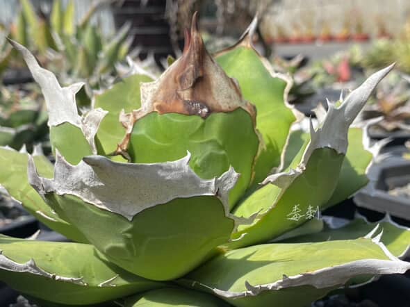 アガベ　チタノタ　白犀牛 アガベ チタノタ ' 白犀牛 ' Agave titanota ' 白犀牛 ' ②