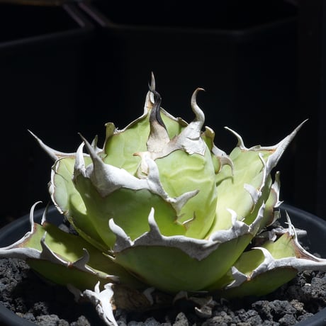 アガベハデス | STORES