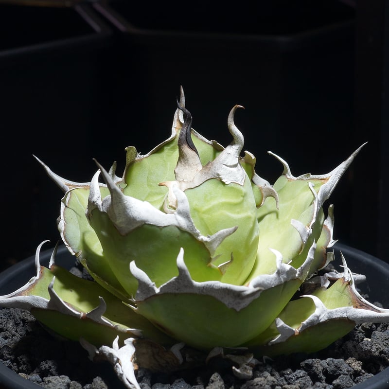 アガベ チタノタ ハデス / Dragon Agave産 黒帝斯 HD-09 | アガベ専門店
