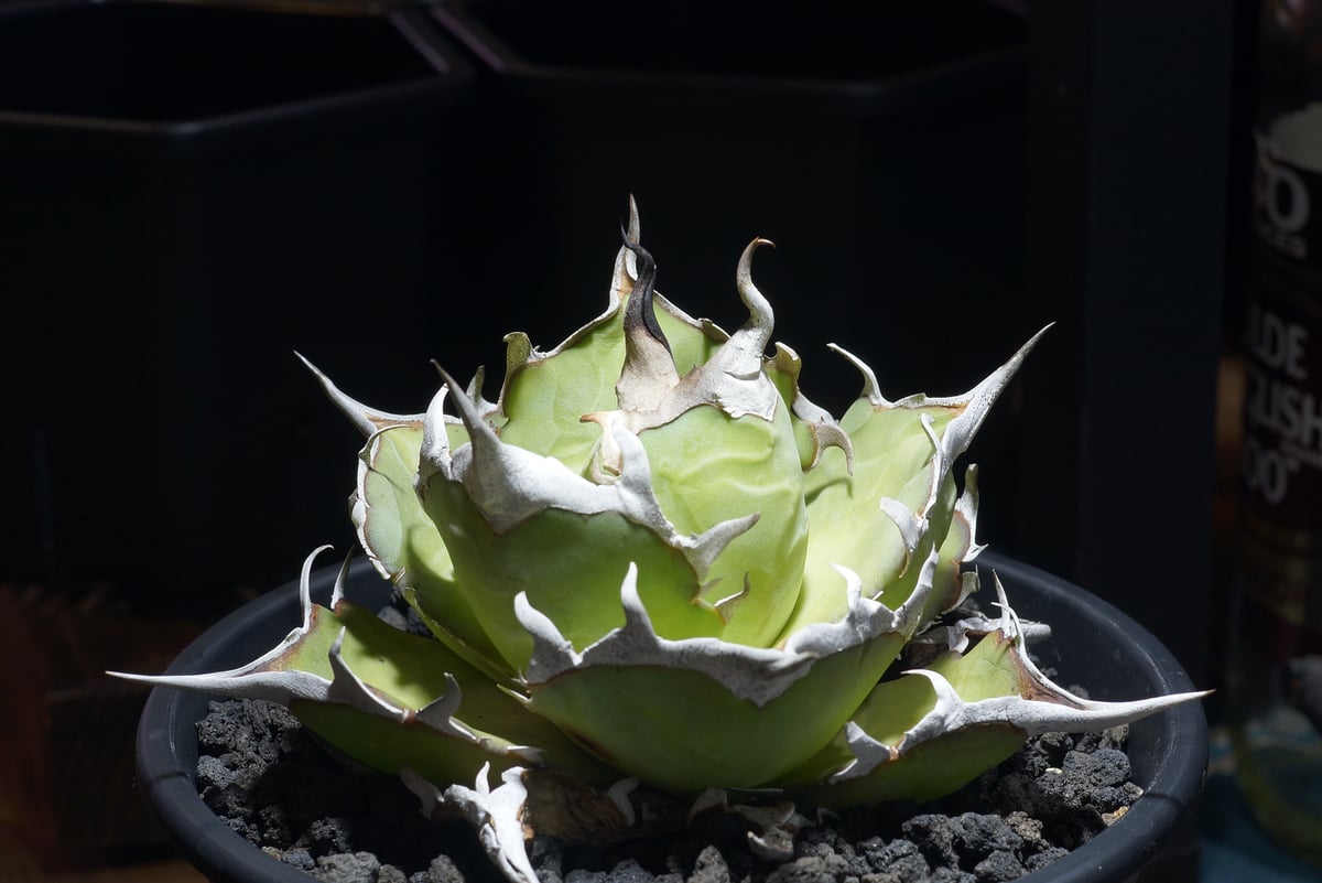 アガベ チタノタ ハデス / Dragon Agave産 黒帝斯 HD-09 | アガベ専門店