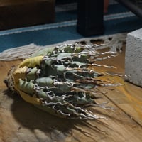 アガベ チタノタ スナグルトゥース 暴牙 /ST-01 | アガベ専門店