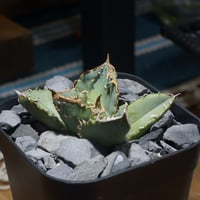 アガベ チタノタ スナグルトゥース 暴牙 /ST-01 | アガベ専門店