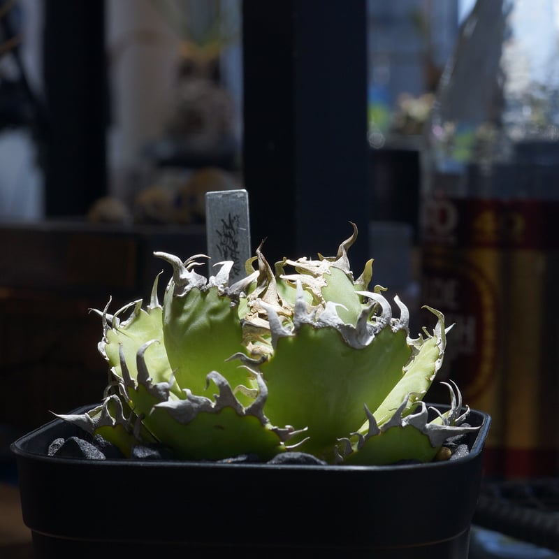 アガベ チタノタ フィリグリー /fg-06 | アガベ専門店 モンスターハウス