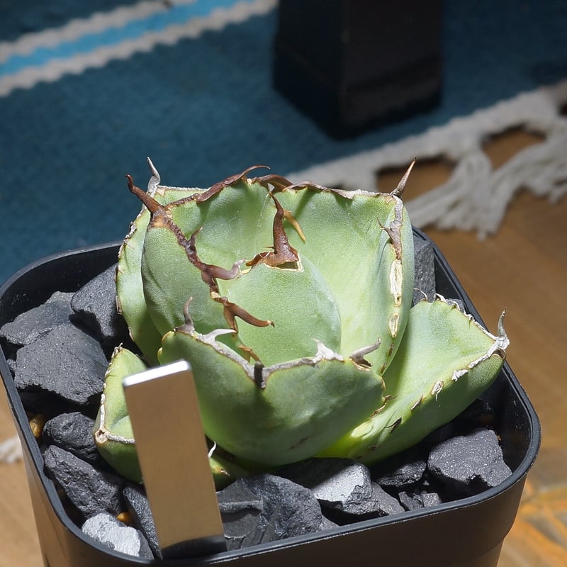 アガベ チタノタ ジャガーノート / JN-03 | アガベ専門店 モンスターハウス