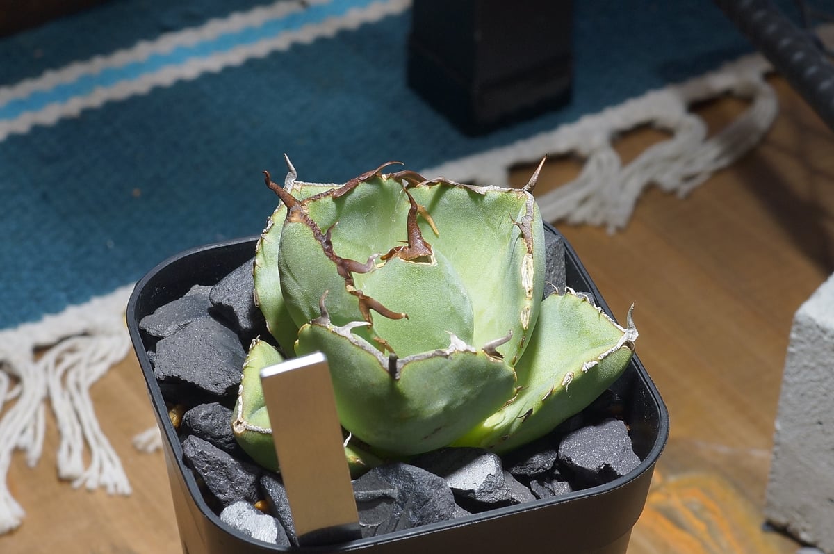 アガベ ナゾノタ アガベ チタノタ ジャガーノート / JN-03 | アガベ専門店 モンスターハウス