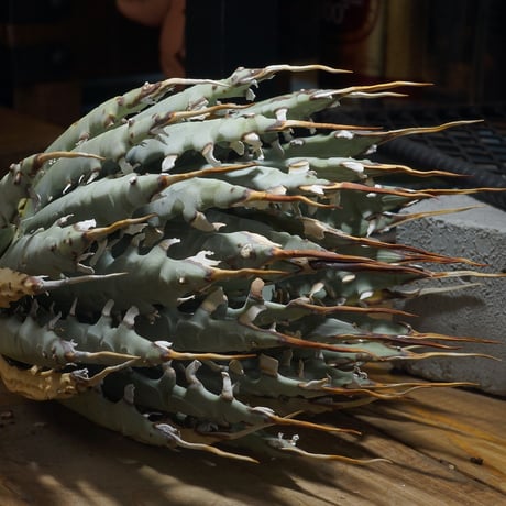 ⭐*ー様 アガベ ユタエンシス　エボリスピナ アガベユタエンシスエボリスピナ | STORES