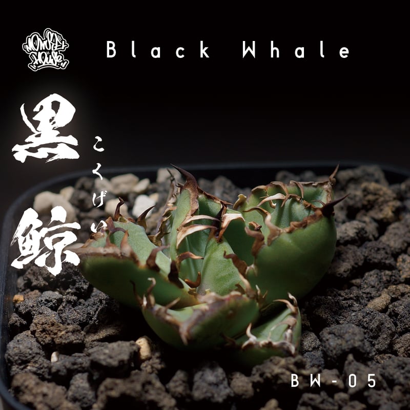 アガベ チタノタ 黒鯨 BW-05 | アガベ専門店 モンスターハウス アガベ チタノタ 黒鯨 BW-05 | アガベ専門店 モンスターハウス