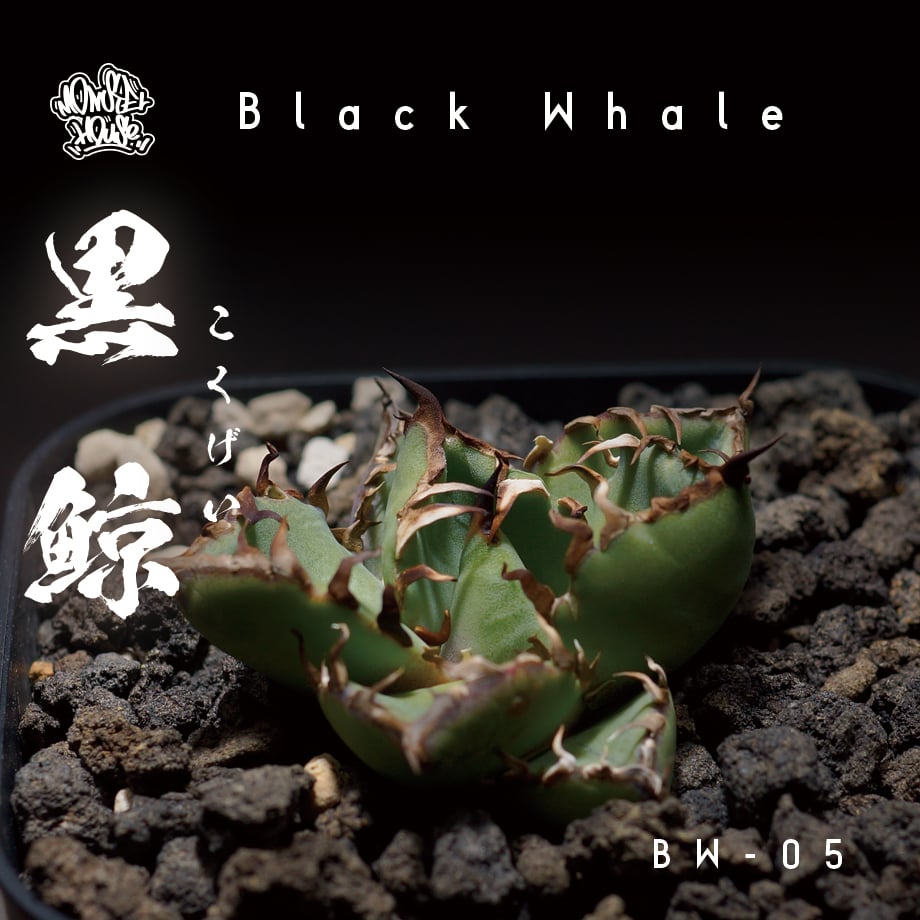 アガベ チタノタ 黒鯨 BW-05 | アガベ専門店 モンスターハウス アガベ チタノタ 黒鯨 BW-05 | アガベ専門店 モンスターハウス