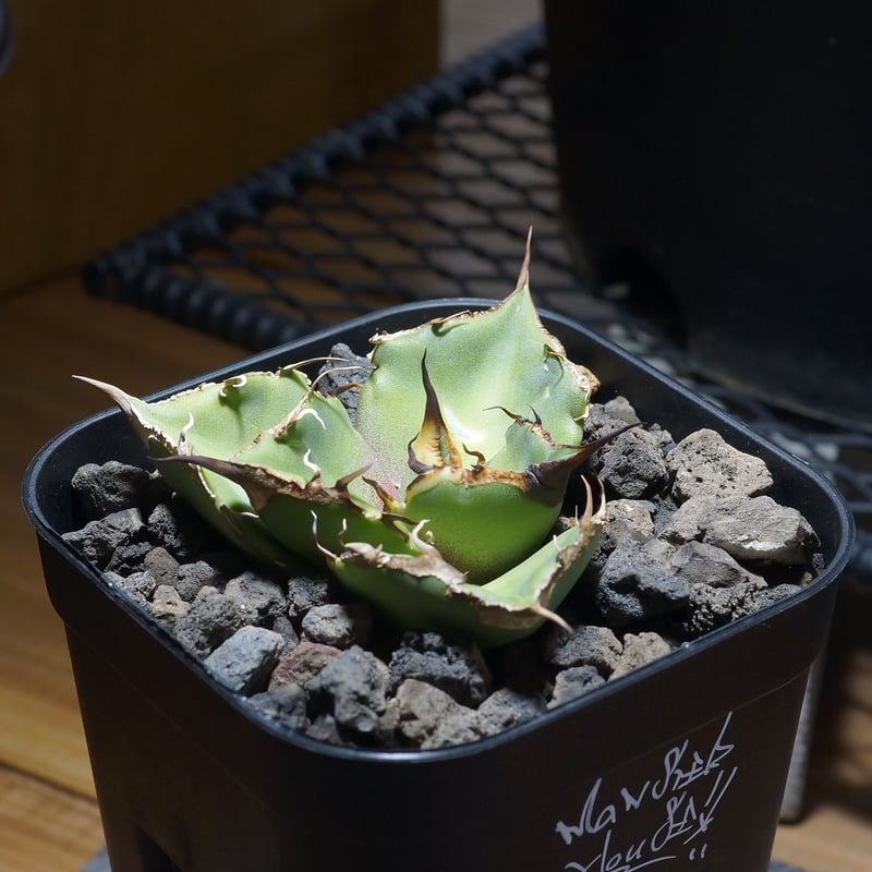 アガベ チタノタ 黒豹/子株 BP-09 | アガベ専門店 モンスターハウス