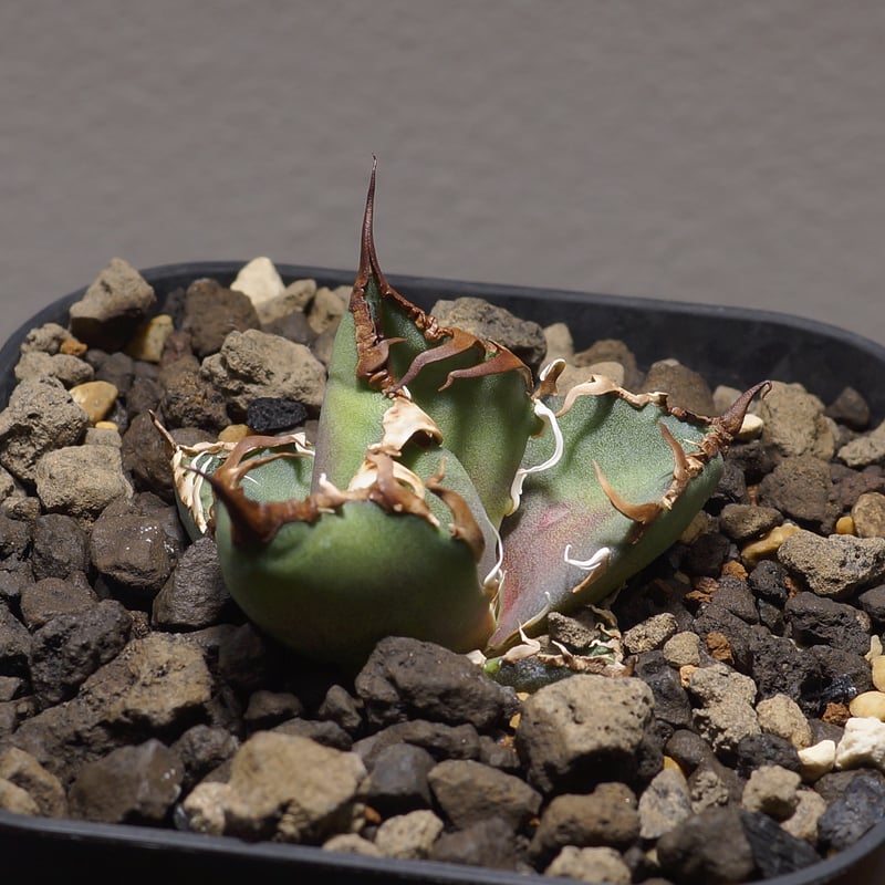 アガベ チタノタ シーザー 凱撒/cae-03 | アガベ専門店 モンスターハウス