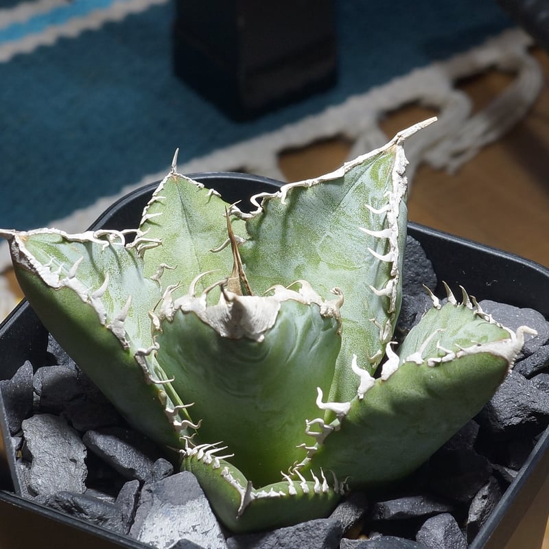 アガベ チタノタ 悪魔くん ak-01 | アガベ専門店 モンスターハウス