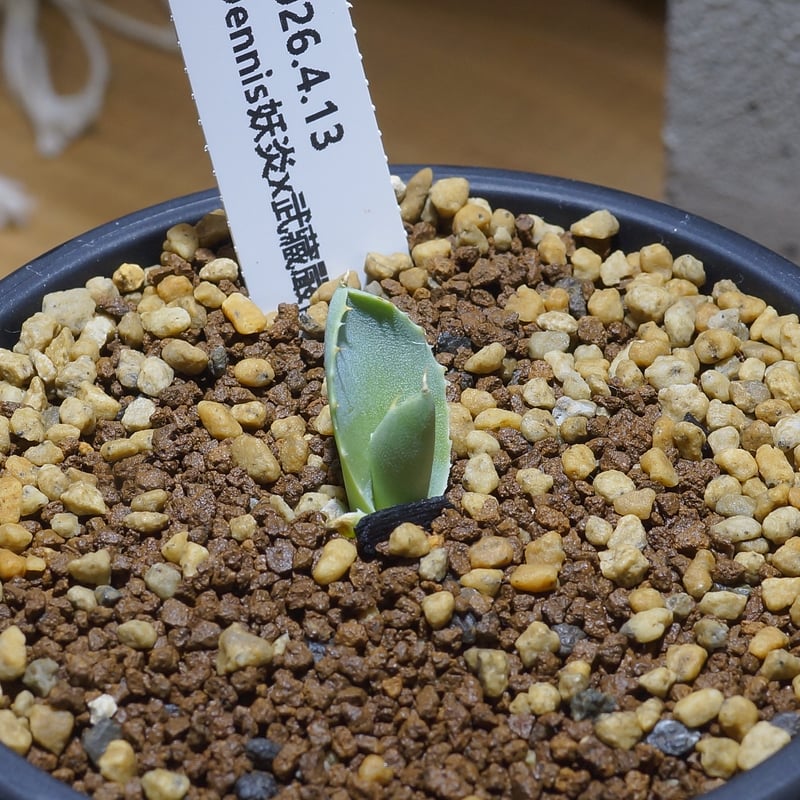 妖炎×武蔵厳龍　アガベ　ハイブリッド ⚡️Agave hybrid⚡️ 妖炎×武蔵厳龍 トップが少し弱くなってるけど