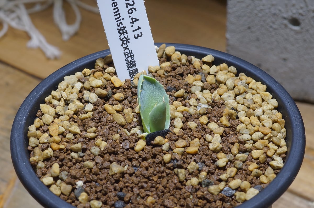 ⚡️Agave Life産 アガベ　妖炎×武蔵厳龍　ハイブリッド　Green hybrid⚡️ 派手に移動焼けしたが、元気よく 妖炎×武蔵厳龍 アガベ