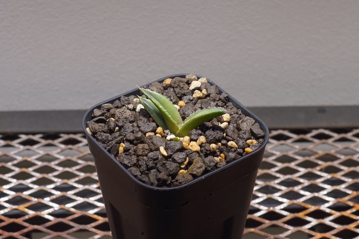 アガベ チタノタ 緑幽霊 / GG-02 | アガベ専門店 モンスターハウス